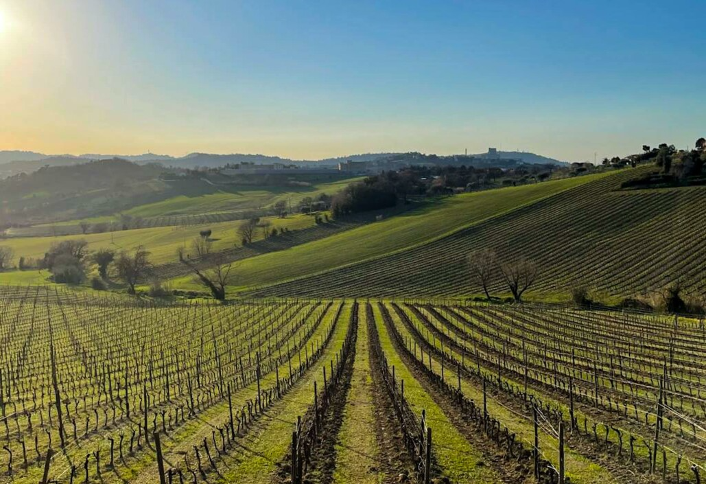 Vinice v italském regionu Marche